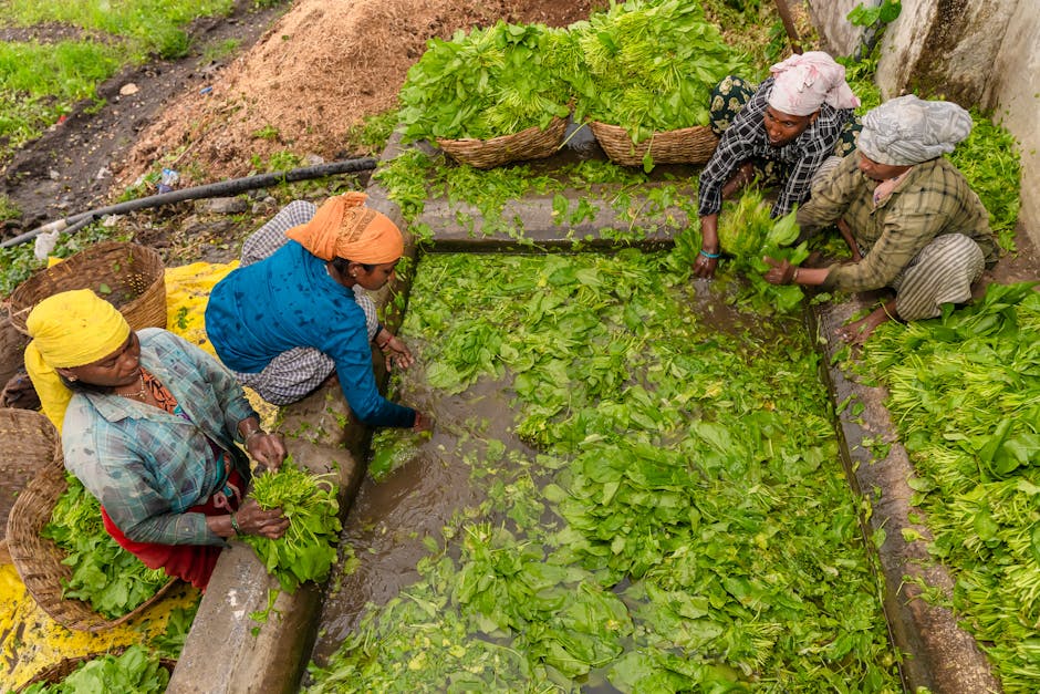 Indian farmers sorting freshly harvested spinach leaves outdoors in Nagpur, India.